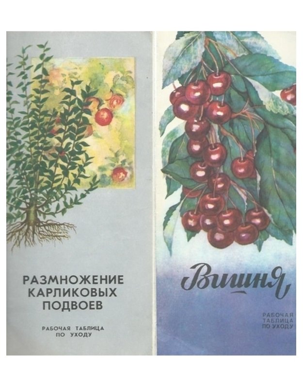 Vygonka lukovičnych cvetočnych kultur. Razmnoženije karlikovych podvojev. Aktinidija i limonnik. Patissony. Giancinty.Višnia.  - 